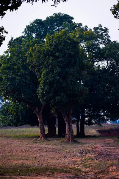 Деревья Парке — стоковое фото