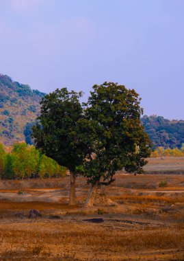 Ormanda bir ağacı olan güzel bir manzara.