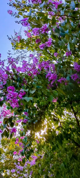 Flores Bonitas Jardim — Fotografia de Stock