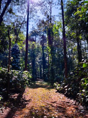 beautiful landscape in the forest with pine leaves in the background. the concept of nature.