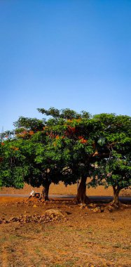 a vertical shot of a tree growing in a garden