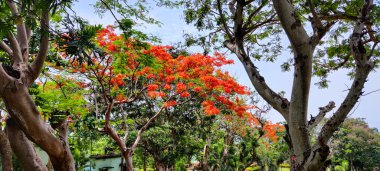 Doğanın güzel manzarası