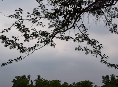 Ormandaki ağaç dalları