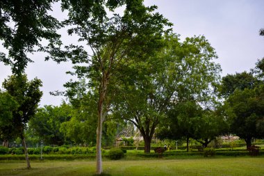 green park in the summer in the city