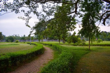 beautiful park with green trees and blue sky in summer