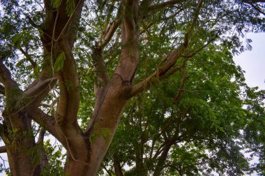 Ormandaki yeşil ağaç