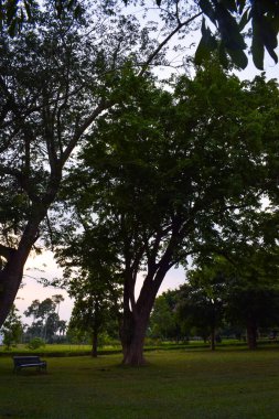 beautiful view of green trees in daytime