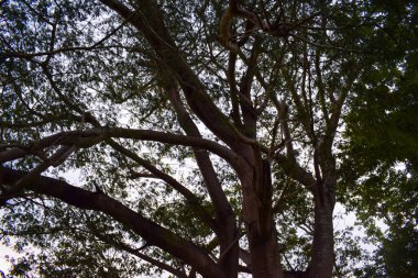 beautiful view of green trees in daytime