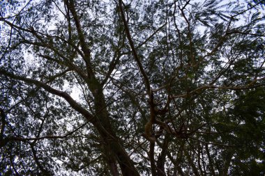beautiful view of green trees in daytime