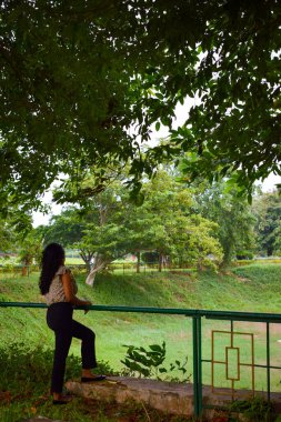 beautiful view of green trees in daytime