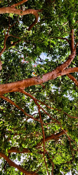 Zelený Strom Lese — Stock fotografie