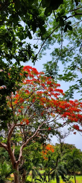 Tembakan Botani Yang Indah Kertas Dinding Alami — Stok Foto