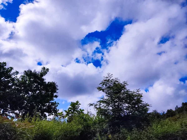 Schöne Aussicht Auf Den Wald — Stockfoto