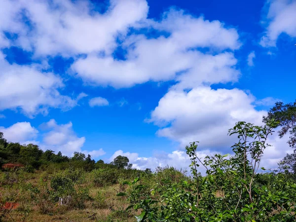 Piękny Krajobraz Drzewem Błękitnym Niebem — Zdjęcie stockowe