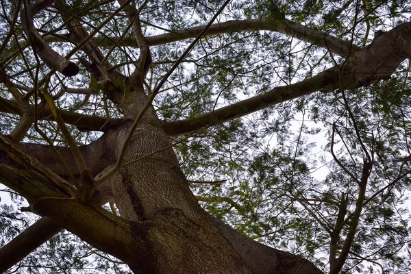 Ένα Κοντινό Πλάνο Ενός Κορμού Δέντρου Πάνω Στον Ουρανό Ένα — Φωτογραφία Αρχείου