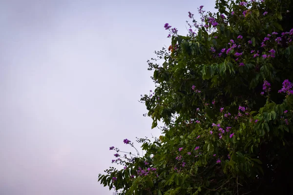 Beautiful Purple Flowers Background Close Nature Spring — Fotografia de Stock