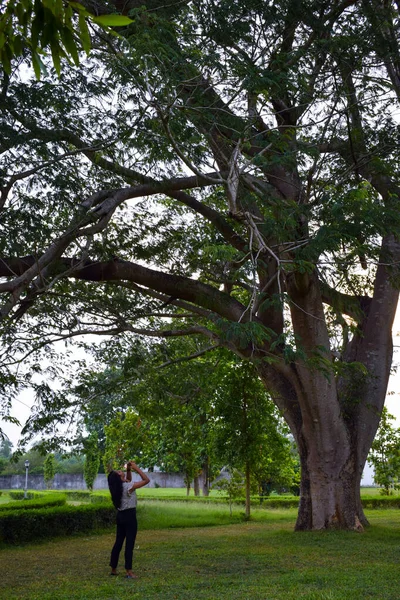 Прекрасный Вид Зеленые Деревья Дневное Время — стоковое фото