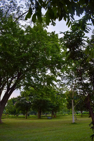 Beautiful View Green Trees Daytime — Foto Stock
