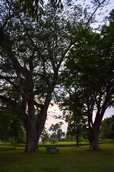 Όμορφη Θέα Των Πράσινων Δέντρων Την Ημέρα — Φωτογραφία Αρχείου