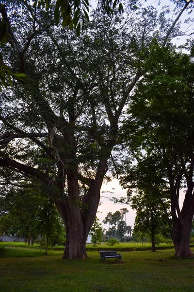 Beautiful View Green Trees Daytime — Fotografia de Stock