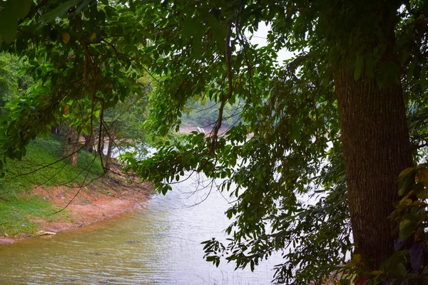 Beautiful View Green Trees Daytime — Fotografia de Stock