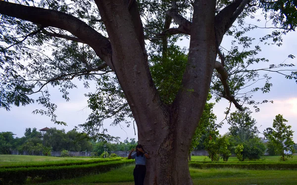 beautiful view of green trees in daytime