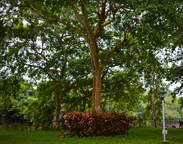 Beautiful View Green Trees Daytime — 图库照片