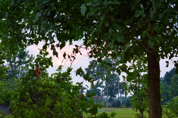 Beautiful View Green Trees Daytime — 스톡 사진