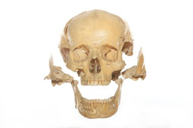 tıbbi insan kafatası anatomisi parçaları
