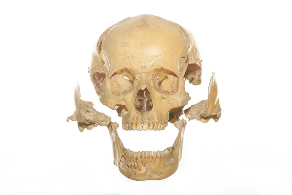 Parti Anatomiche Del Cranio Umano Medico — Foto Stock