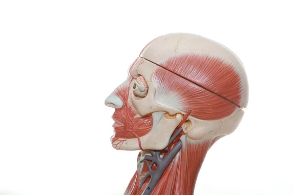 Facial Muscle Physical Medical Mannequins — Stock fotografie