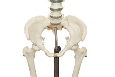 Beyaz leğen kemiği