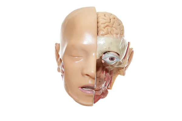 Human Head Anatomy Organs — Stockfoto