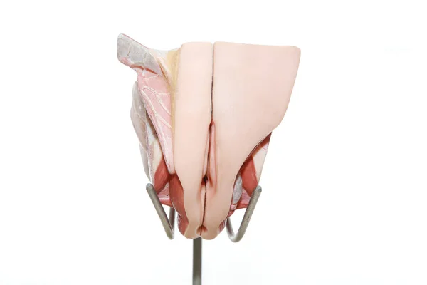 Female Internal Organs Model — Stockfoto