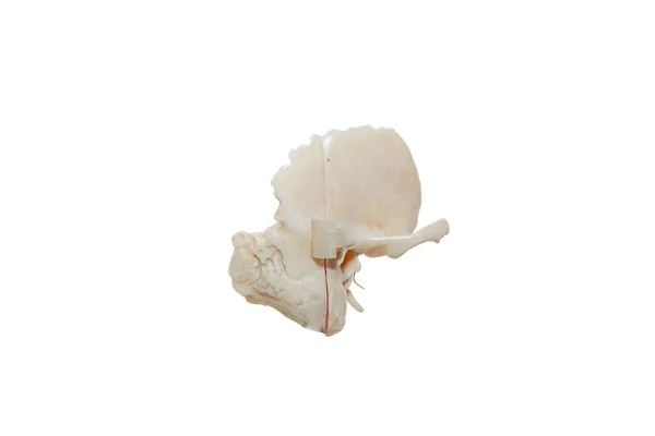 Membrane Study Temporal Bone — Stockfoto