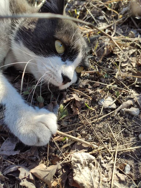 Cat Ukraine — Stock Photo, Image