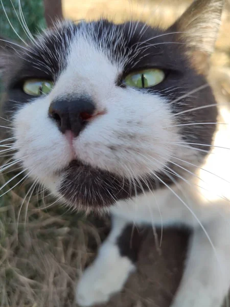 Gato Ucrânia — Fotografia de Stock