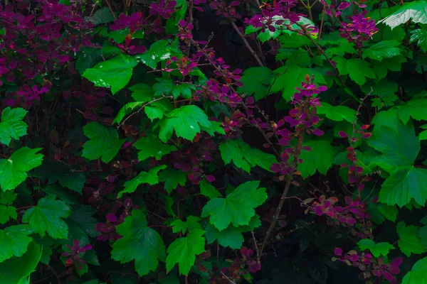 Fiore Viola Nel Cespuglio Verde — Foto Stock