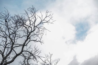 Kuru ağaç dalları ile gök