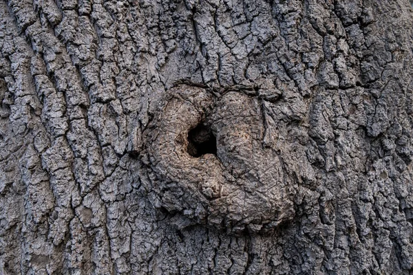 Bark Cedar Tree Texture Background — Stock Photo, Image