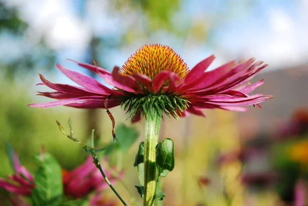 Purple echinacea flower in the garden. Medicinal plant. Alternative medicine.