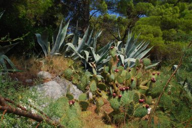 Cactus field. Prickly pear (opuntia ficus - indica) with purple ripe fruits. Mission cactus, indian fig opuntia. Cactus flower. Agave americana known as century plant, maguey or american aloe.