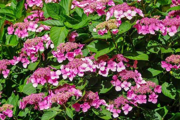 Pink Hydrangea Serrata Blooms Park Garden Flower Summer — Stock Fotó