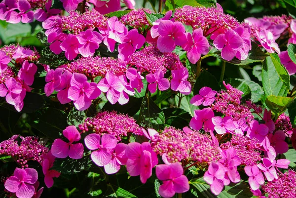 Pink Hydrangea Serrata Blooms Park Garden Flower Summer — Stock Fotó