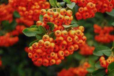 Pyracantha coccinea. Olgun ateş dikenli meyveler ateş dikenli çalılarda yetişir. Bir demet piracantha çileği..