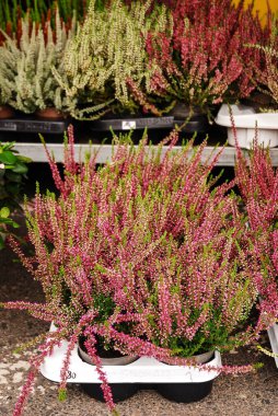 Çok renkli fundalık çiçekleri bir saksıda çiçek açar. Yeşil, pembe, mor ve beyaz. Calluna vulgaris. Sokak mağazası. Sonbahar.