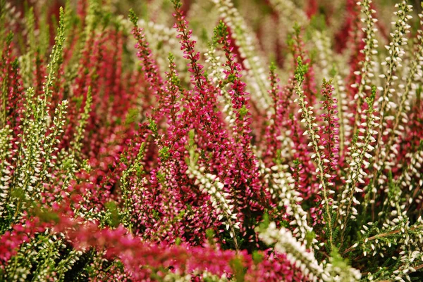 Sokszínű Hangvirág Virágzik Egy Virágcserépben Zöld Rózsaszín Lila Fehér Calluna — Stock Fotó