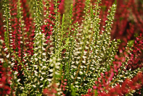 Sokszínű Hangvirág Virágzik Egy Virágcserépben Zöld Rózsaszín Lila Fehér Calluna — Stock Fotó
