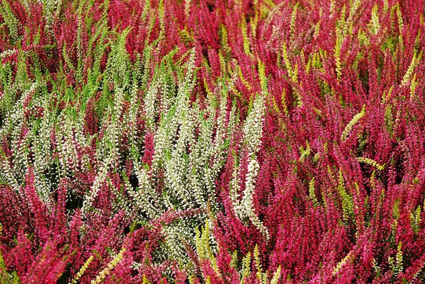 Flores Brezo Multicolores Florecen Una Maceta Verde Rosa Morado Blanco —  Fotos de Stock