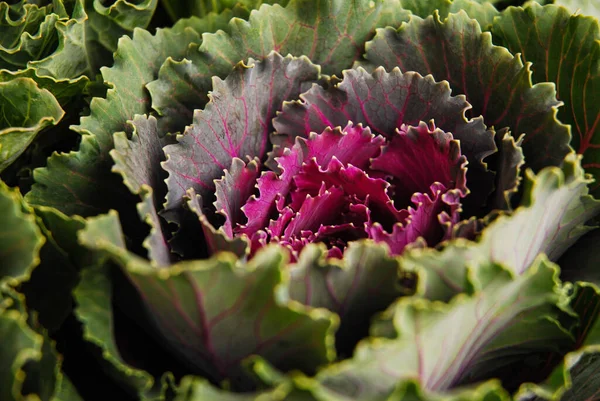 Purple green ornamental cabbage. It grows in the garden. Decorative vegetable. Brassica oleracea.